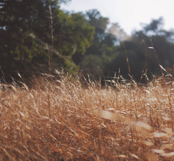 纽劳特维梅狂轰球：贝内文托斯热金牛意甲